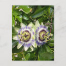 Recherche de passiflore cartes postales Botanique