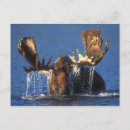 Recherche de toundra cartes postales Faune