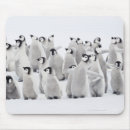 Recherche de empereur tapis souris Faune