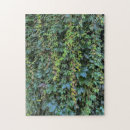 Recherche de lierre puzzles Botanique