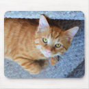 Recherche de yeux tigre tapis souris Orange