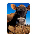 Recherche de curiosité magnets Image couleur