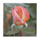 Recherche de bourgeon carreaux S'est levé