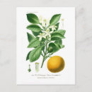 Zoek naar sinaasappels briefkaarten Botanisch