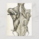 Recherche de dessin anatomique cartes postales Vintage