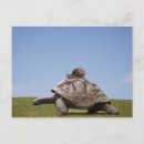 Recherche de coquille de tortue cartes postales Reptile