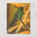 Recherche de colibri mignon cartes postales Animaux