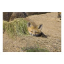 Zoek naar rode vos posters Usa