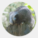 Recherche de racoon autocollants Animal