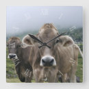 Recherche de vache brune horloges Bétail