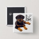 Recherche de chiot rottweiler badges Amoureux des chiens