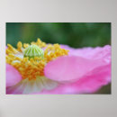 Recherche de pavot photographie Jardin