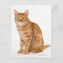 Recherche de japonais chat cartes postales Animal