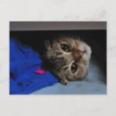 Recherche de nouille cartes postales Mignon