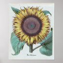 Zoek naar vintage zonnebloem kunst Bloesem