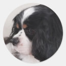 Recherche de tri couleur autocollants Animal