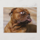 Zoek naar cute dog briefkaarten Dogs
