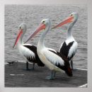 Zoek naar pelikaan posters Dier