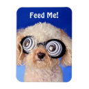 Recherche de caniche magnets Adorable