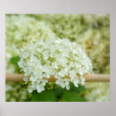 Recherche de d hortensia posters Romantique