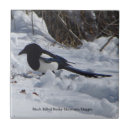 Zoek naar magpie tegels Natuur