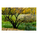Recherche de arbre tordu posters Paysage