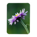 Recherche de ken magnets Usa