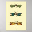 Zoek naar collectie posters Libellen