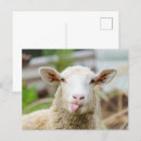 Recherche de montre cartes postales Mouton