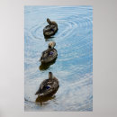 Recherche de canards sauvages posters Sauvagine