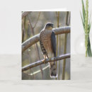 Zoek naar roofvogels kaarten Valk