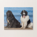 Recherche de chien de terre neuve puzzles Noir