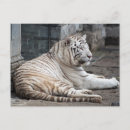 Recherche de chat sauvage photographie Gros chats