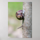 Zoek naar slakken posters Schelp