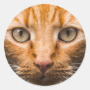 Recherche de cool cat autocollants Félin