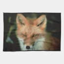 Recherche de renarde autres Renards