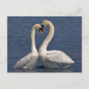 Recherche de muet cartes postales Sauvagine