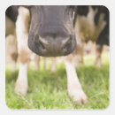 Recherche de pâturage autocollants Ferme