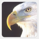 Recherche de oiseau de proie autocollants Haliaeetus leucocephalus