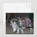 Zoek naar ezels fotografie Paard