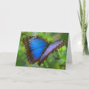 Recherche de papillon bleu morpho vœux cartes Nature