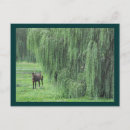 Recherche de saule cartes postales Feuilles
