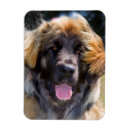 Recherche de curiosité magnets Dog