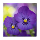 Recherche de pensées carreaux Violet