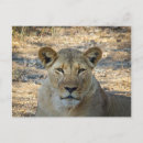 Recherche de lion africain cartes postales Animaux