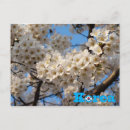 Recherche de paysage fleuri cartes postales Fleurir