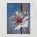 Zoek naar witte bloemen fotografie Mooi