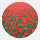 Recherche de red poppies autocollants Pavot