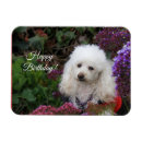 Recherche de caniche magnets Canicule