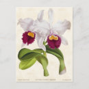 Recherche de cattleya cartes postales Nature